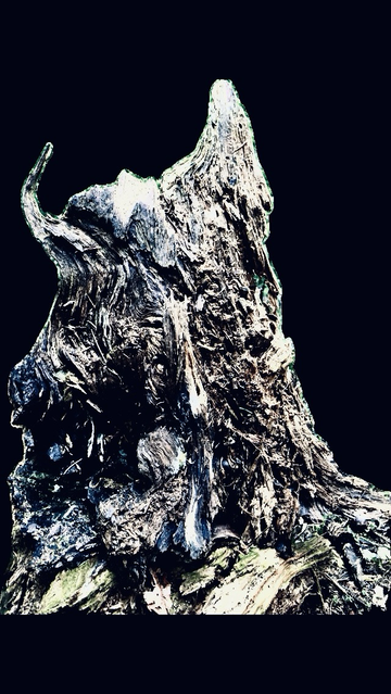 Une souche aux allures de chouette de travers.