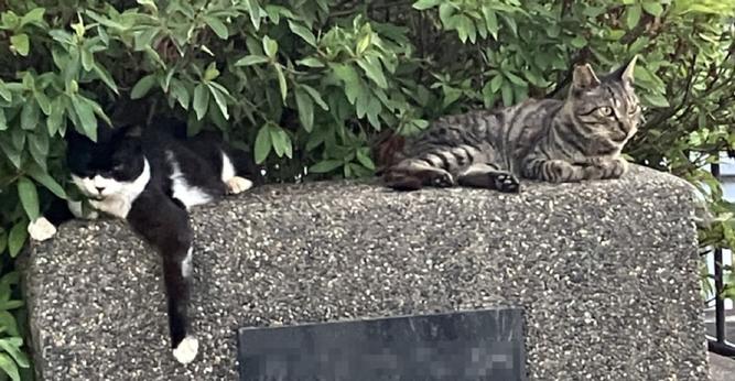 The usual faces, two community cats in the park.