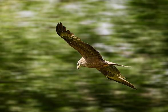 Red kite in flight.