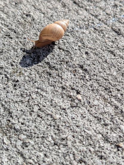 A snail on a field of concrete.  The shell is a conch-style rather than typical snail.