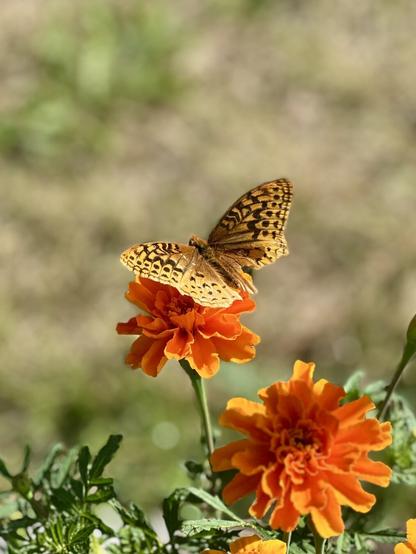A mostly yellow butterfly dines on an orange marigold.
