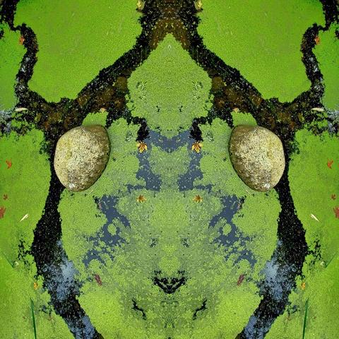 Symmetrical pond surface pattern with two rounded stones appearing as eyes in a mirroring design of green algae and dark water, creating a face-like illusion.