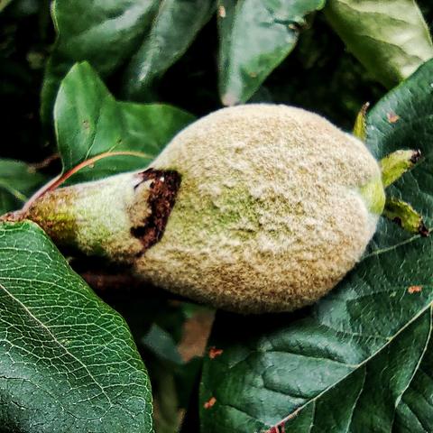 Fruit growing on a tree. Pear shaped. Khaki green and fluffy, with large dark green leaves. Possibly a Medlar fruit?