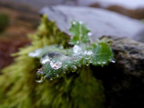 Macro photography showing several crystal-clear water droplets resting on the surface of bright green plant leaves, with additional foliage visible in the soft-focused background.