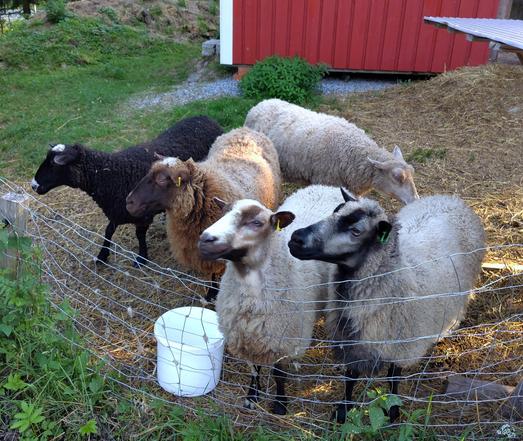 My five finnsheep: black, brown and three whitish.