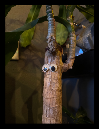 Trunk of a palm tree with googly eyes, looking confused.