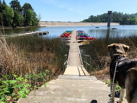 A dog I used to sit staring out from the right hand side of the photo down a wooden dock with canoes and paddle boats attached to the sides. There is shrubbery on both sides of the dock leading down towards the kayak. A wall of concrete behind the body of water under the dock and the kayaks is under a pale blue ski with some trees on the right side between the concrete and the sky.