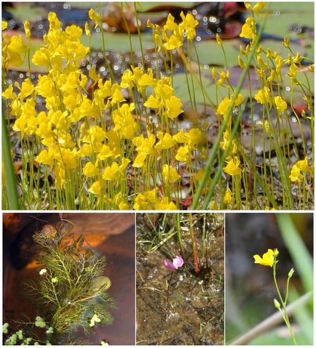 Four photos of plants stitched together. The first larger photo shows many yellow flowers on thin stems, the next three small photos shows a plant with feathery leaves underwater, the next has a single pink flower, and the last a single yellow flower. They are all growing in shallow water.