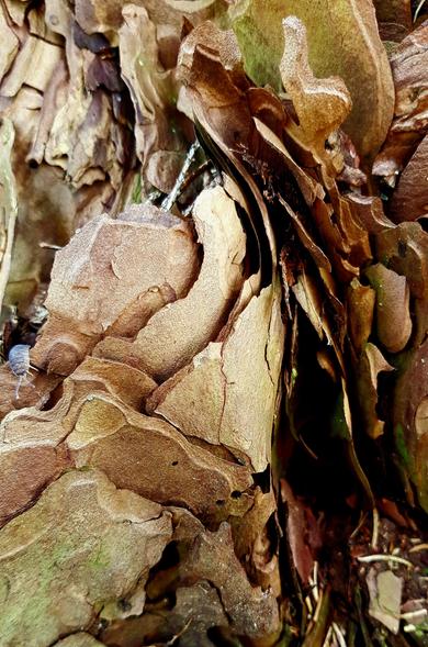 Detail of the bark of a very large pine tree. The pine bark does not have a smooth surface, but consists of layered and overlapping scales which are mainly arranged vertically. 
These organically rounded scales are brown in various light and dark colours. Some also have a mossy, greenish colour, which indicates exposure to the elements. 
In the middle of the left edge of the picture you can see a small grey isopod, a woodlouse, which is a good size comparison to the scales.