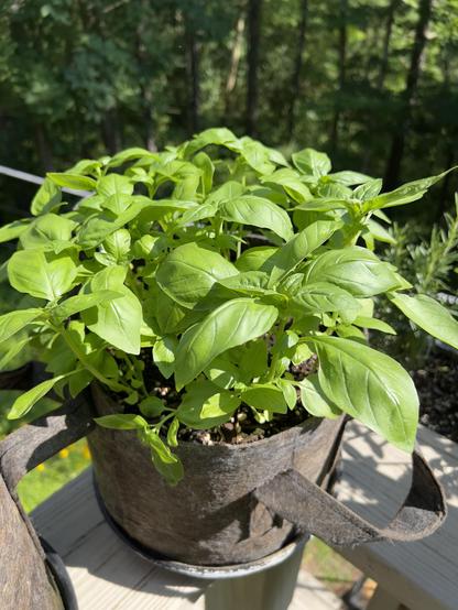 Basil plants in a fabric pot growing well in the hot and humid summer climate