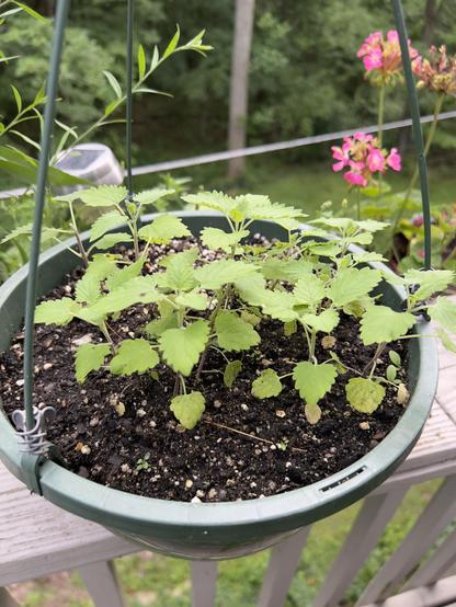 Photo of Catnip plants just starting to grow in a hanging pot