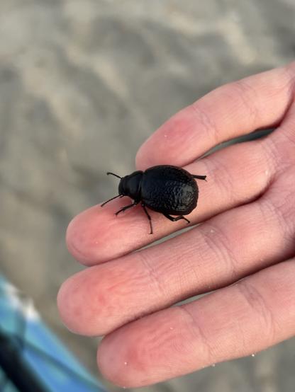 Large black beetle with interesting lumpy texture on its elytra