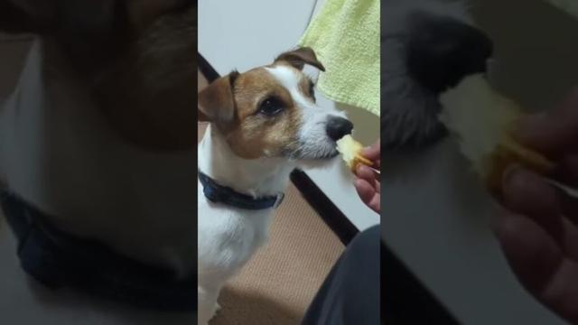 まつもち #ジャックラッセルテリア #田舎暮らし #犬のいる生活