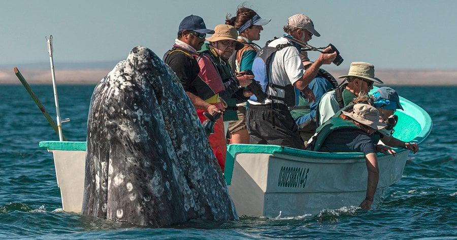 The picture shows about a dozen people looking over the side of the boat to the right, looking for a whale. Meanwhile in the foreground, what seems a few feet from them, a whale lifts its whole head out of the water and looks at them.