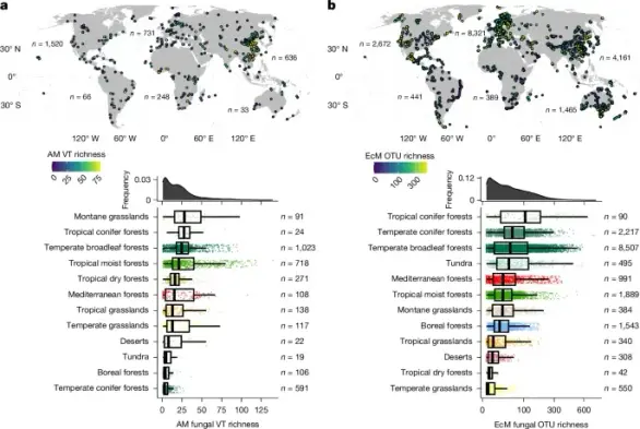 Figure 1 in Van Nuland et al. (2025): "a,b, Distribution of sites and richness estimates for AM fungi (a) and EcM fungi (b). VT were created from SSU sequences for AM fungi, and 97% similar OTUs were created from ITS sequences and assigned to EcM fungi. Mycorrhizal richness patterns across terrestrial biomes are shown in boxplots (mangroves, flooded grasslands and rock and ice biomes not shown owing to low numbers of samples in both datasets). Global distributions of estimated richness are shown in density curves above biome-level boxplots. Boxplots indicate the median (centre line), first and third quartiles (lower and upper box edges) and 1.5× the interquartile range (IQR) (box whiskers). EcM richness data are shown as square-root transformed for visualization. Richness estimates were calculated using a rarefaction and extrapolation approach that incorporates sequencing depth per sample. Points shown here are all samples that passed quality-control checks and used as training data."