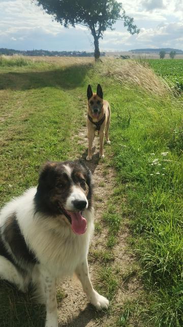 Auf dem Foto zu sehen, zwei Hunde vor einer Single-Eiche in landwirtschaftlich genutzten Feldern. Vorne sitzend, ein weißer Herdenschutzhund mit dunklen Abzeichen am Kopf und Körper. Zwischen den Augen zieht sich eine weiße Besse runter zur Nase hin. Der Hund hechelt, es ist warm die Sonne scheint. Dahinter ein Malinois, ein Belgischer Schäferhund, es steht einfach nur da und beide Hunde schauen mich an via Blickkontakt. Das Gras an den Feldweg -Seiten ist dunkelgrün und üppig.