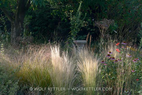 The photograph shows a densely planted border running horizontally across in the foreground. Plants are ornamental grasses, also Echinacea purpurea, and self sown Evening primrose, poppies and corncockle, which have already gone to seed.
Mid distance left the trunk of a tall ornamental cherry tree and centre a stone bird bath.
The background is in the shade of tall hedges.