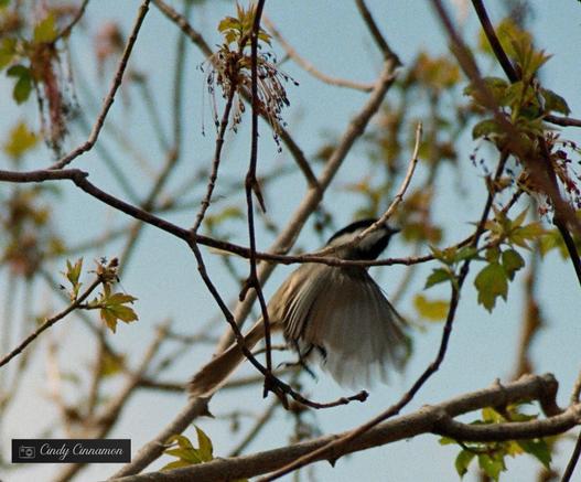 Envol d’une mésange à travers les branches. Photographie de Cindy Cinnamon
