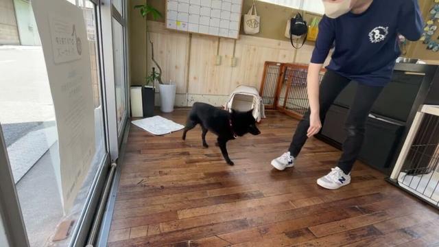 スキッパーキの”オセルくん”と”ハウス”と”マット”の区別する練習!