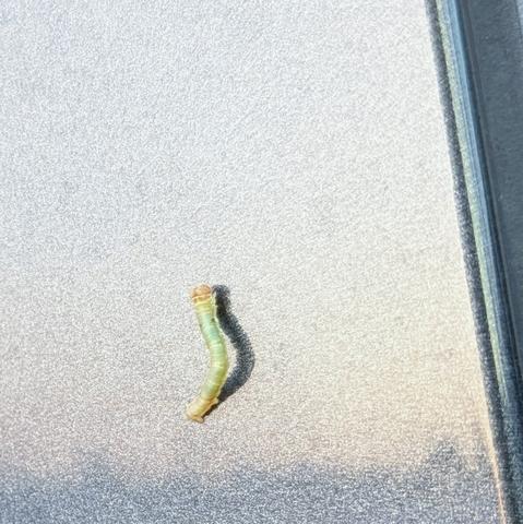 Close up photo, zoomed in on inchworm on car door with reflection of parking lot in morning sun.