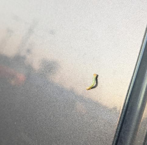 Inchworm on car door with reflection of parking lot in morning sun.