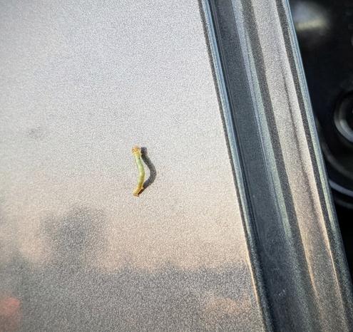 Inchworm on car door with reflection of parking lot in morning sun.