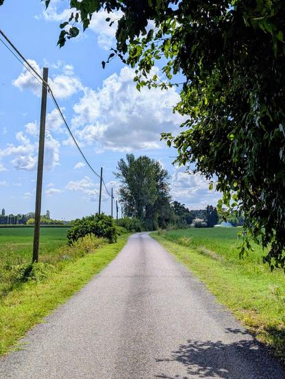A rural scene features a narrow, paved road stretching into the distance under a bright, partly cloudy sky. On the left, a green field extends to the horizon, dotted with utility poles and wires. On the right, a large, leafy tree partially frames the top right of the image, casting shadows onto the road. Another, taller tree stands further down the road, and more greenery is visible in the background.
