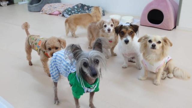 チャイニーズクレステッドちゃんと仲間たち　🐶ひみつきちなう！①🐶  2025年7月30日