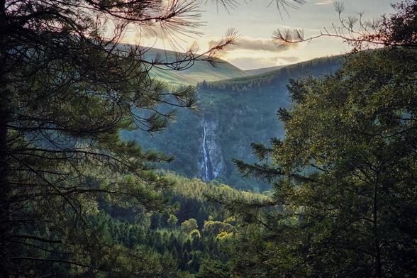 A long shot of Powerscourt Waterfall in County Wicklow, Ireland, framed by dark green pine trees on either side. The waterfall cascades down a sheer rock face into a lush green valley filled with dense woodland. In the background, rolling hills meet a bright sky with soft clouds, illuminated by the warm glow of early evening light.