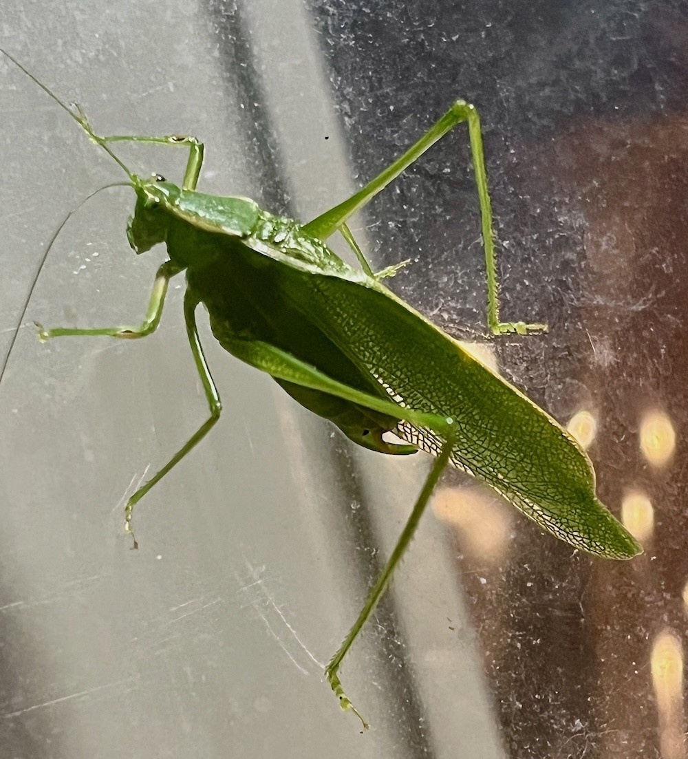 Katydid