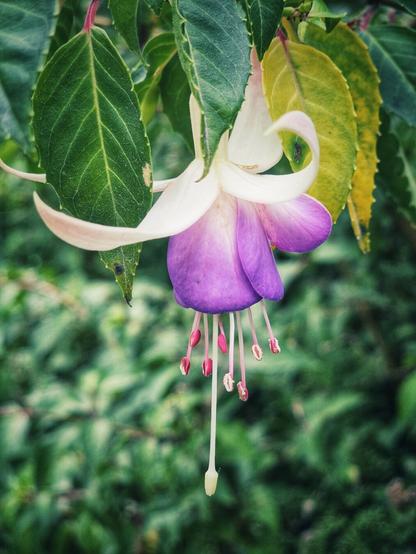 A vibrant fuchsia flower, with elegant white and purple petals, hangs delicately amidst lush green and yellowing leaves. The bell-shaped blossom features prominent red stamens extending downwards, contrasting beautifully with the soft hues of the petals. The background is a soft, out-of-focus blur of green foliage, drawing attention to the intricate details of the flower.