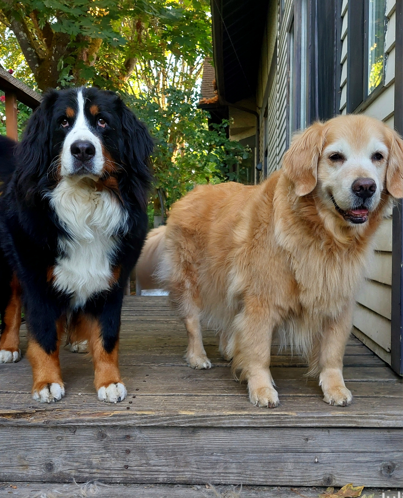 A Bernese Mountain Dog and a Golden Retriever stand on a small wood deck with towering big leaf maple trees in the background. Early morning sun is shining in the tree canopies, with hints of gold in the leaves. The Berner is looking straight into the camera with a serious face. The Golden has a sweet smile and her bottom teeth and tongue showing.