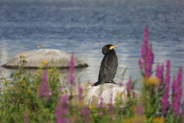 A photo of a great cormorant taking a nap on a rock on a sunny day in July.