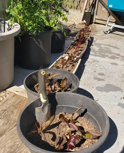 Close-up of a garden scene with various containers and plants. Two black pots in the foreground hold leafy plants with dark red and green leaves, one has a small hand trowel. A rectangular planter in the background holds a row of similar plants. Other pots with greenery are behind. The scene is outdoors on a sunny day.