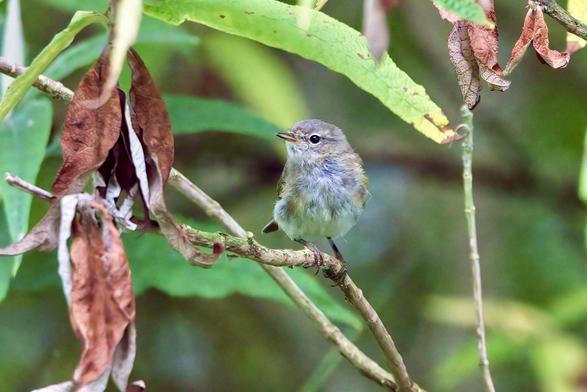 Young Chiffchaff