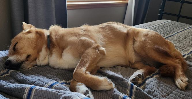 Harley, the tan coloured dog, is stretched out on her side, having a nap on the bed.