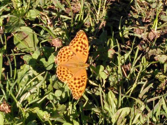 Foto von einem Kaisermantel-Schmetterling auf einer grünen Wiese, der sich in der Morgensonne aufwärmt und die Flügel ganz ausgebreitet hat. 

Die Innenseite seiner Flügel sind ganz orange mit zahlreichen schwarzen Punkten.