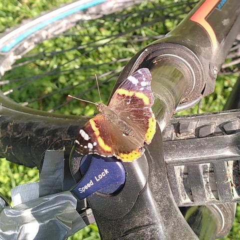 Foto von einem Admiral-Schmetterling, der über dem Vorderreifen / über der Federung auf meinem Fahrrad sitzt und sich in der Morgensonne aufwärmt. 

Die Innenseiten der Flügel des Schmetterlings sind schwarz, es gibt einen orangenen 3/4-Ring. Ganz außen (links/rechts) hat er noch weiße Punkte.