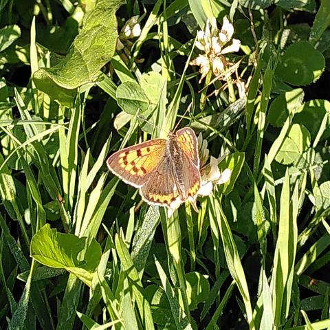 Foto von einem kleinen Feuerfalter auf einer grünen Wiese, der sich in der Morgensonne aufwärmt. Die Innenseite seiner Flügel sind braun. Die unteren 2 Flügel haben einen orangenen Streifen hinten, die oberen 2 Flügel sind innen drinnen orange mit dunkleren Flecken.