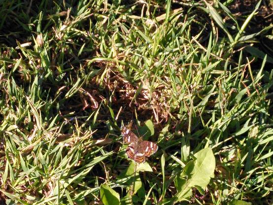 Foto von einem Landkärtchen-Schmetterling auf einer grünen Wiese, der sich in der Morgensonne aufwärmt. Der Schmetterling ist dunkelbraun und hat (von innen nach außen hinten) einen weißen und zwei orangene Streifen.