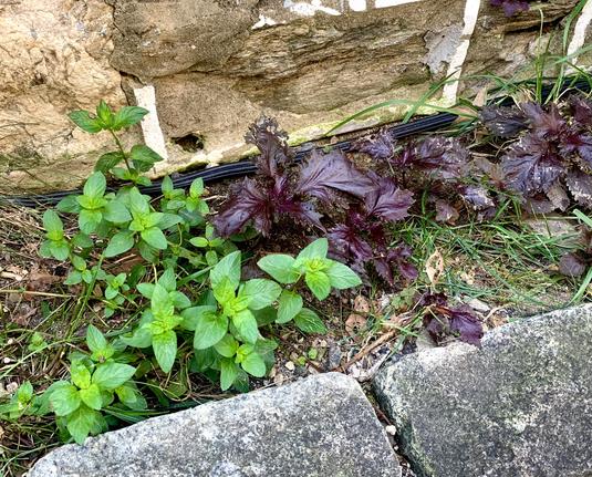 A narrow area with soil by the house wall has vivid green chocolate mint and purple colored shiso.