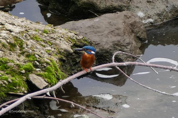 Ein mänlicher Eisvogel sitzt auf einem dünnen Ast. Unter ihm ist noch ein bisschen Wasser der Lahn erkennbar, hinter ihm liegen Moos bewachsene Steine.