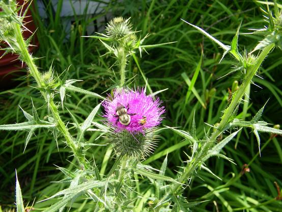 A blooming purple thistle flower with two bees on it (a bumblebee and a small native bee). There are prickly leaves that sting if they touch you. In the background is a clay-red rain barrel next to a house.