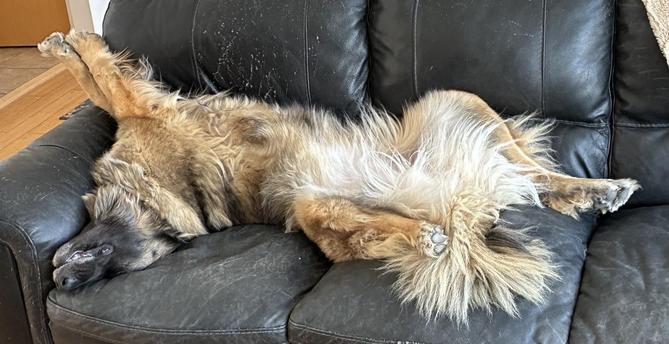 Clover the Leonberger relaxes on the sofa. She is very, very furry. Her coat is many shades of brown. Her face, to the left, is very dark brown - almost black. She is upside down with her legs sprawled out.