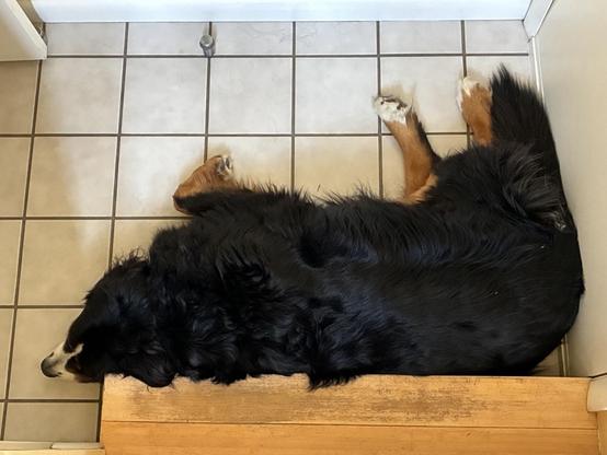Sprout is a Bernese Mountain Dog. He’s snoozing on the tile floor, his back against a wooden stair. He is very furry. He is mainly black. His snout has white on the sides, and there’s a white blaze up his forehead. His legs are brown, his feet are white. He’s very relaxed on the cold floor.