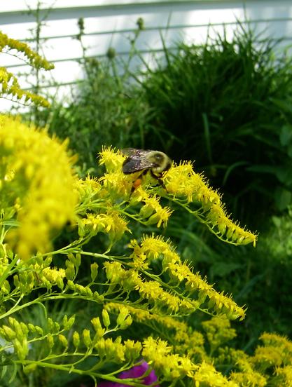 A bumblebee with very full pollen sacs, enjoying a goldenrod plant in bloom (tiny yellow flowers full of pollen).