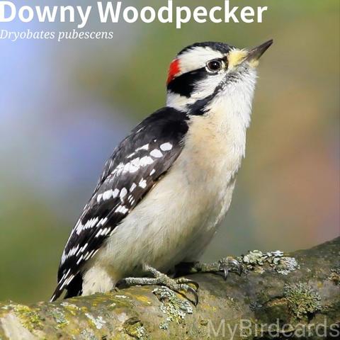 🌎 Downy Woodpecker (Dryobates pubescens) 

The Downy Woodpecker is North America's smallest woodpecker. It's primarily black and white with a broad white stripe down its back and white spotting on black wings. Males have a distinctive red patch on the back of their head. They are widely distributed across most of the United States and Canada in various wooded habitats, including suburban areas. Downy Woodpeckers are active, acrobatic foragers, often seen on small branches or feeders, consuming insects, seeds, and berries. They are generally year-round residents. 2.5 Flash (Edited)

Seven subspecies are recognised.

Conservation status: Least Concern (IUCN 3.1)

📷: Photo by IndigoBunting via Pixabay 
https://pixabay.com/photos/woodpecker-bird-animal-8347775/

MWDD
