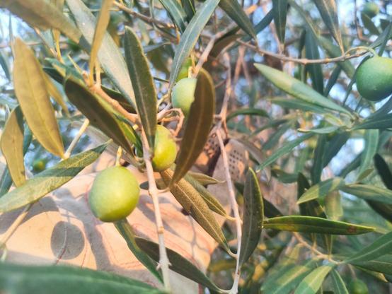 Una foto cercana de una rama de olivo con 4 aceitunas manzanilla de aprox 1.5 cm de longitud, verdes aún, mi mano con un guante blanco sujeta la rama para poder verlas bien. La sombra perfecta de una de ellas impacta en el guante mostrando su perfecto óvalo.