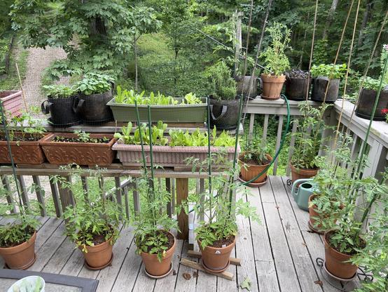 Wider shot of upper deck container garden with a bit of the steep driveway in the background
