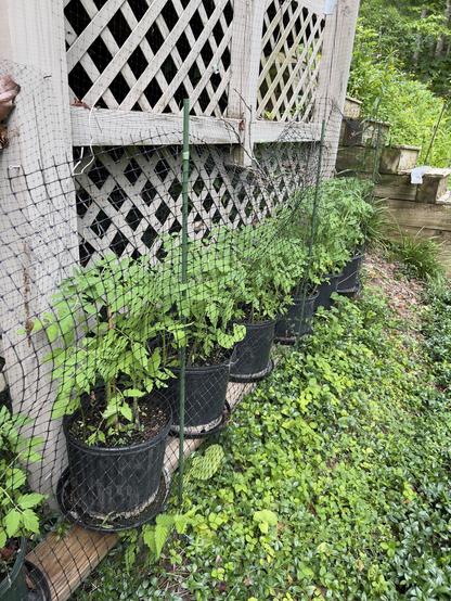 Tomato plants in containers growing at ground level below the deck